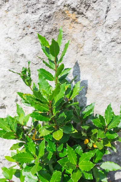 Foglie di alloro fresco verde — Foto Stock