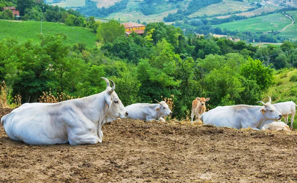 Ko är placerad på en bakgrund av kuperade landskapet — Stockfoto