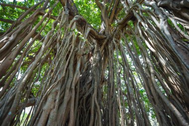 Ormanın ortasında kutsal ağacı. Hindistan. Goa