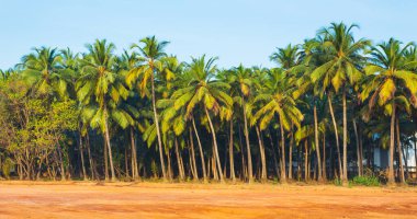 Goa 'da mavi gökyüzüne karşı yeşil palmiye ağaçları