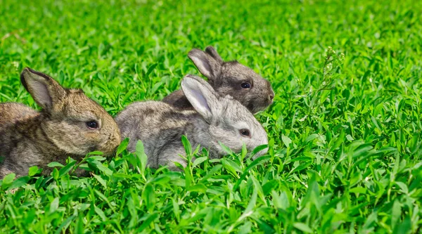 Lilla Grå Kanin Solig Dag Gröna Gräsmattan — Stockfoto