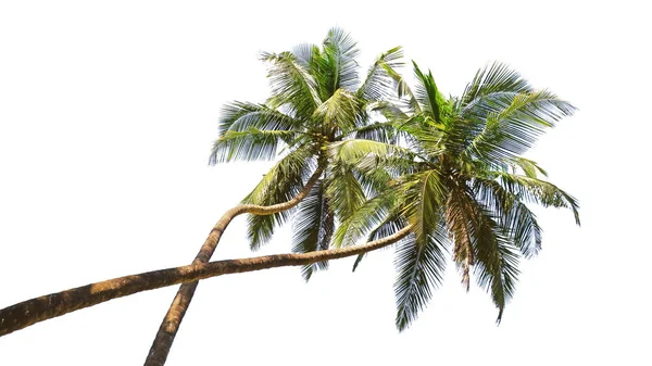 Palmiers Verts Contre Ciel Bleu Goa Isolés Sur Fond Blanc — Photo
