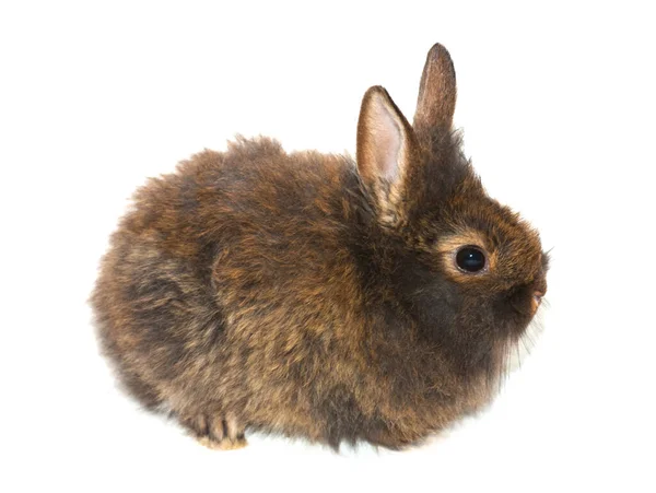 白い背景に隔離された小さな灰色のウサギ — ストック写真