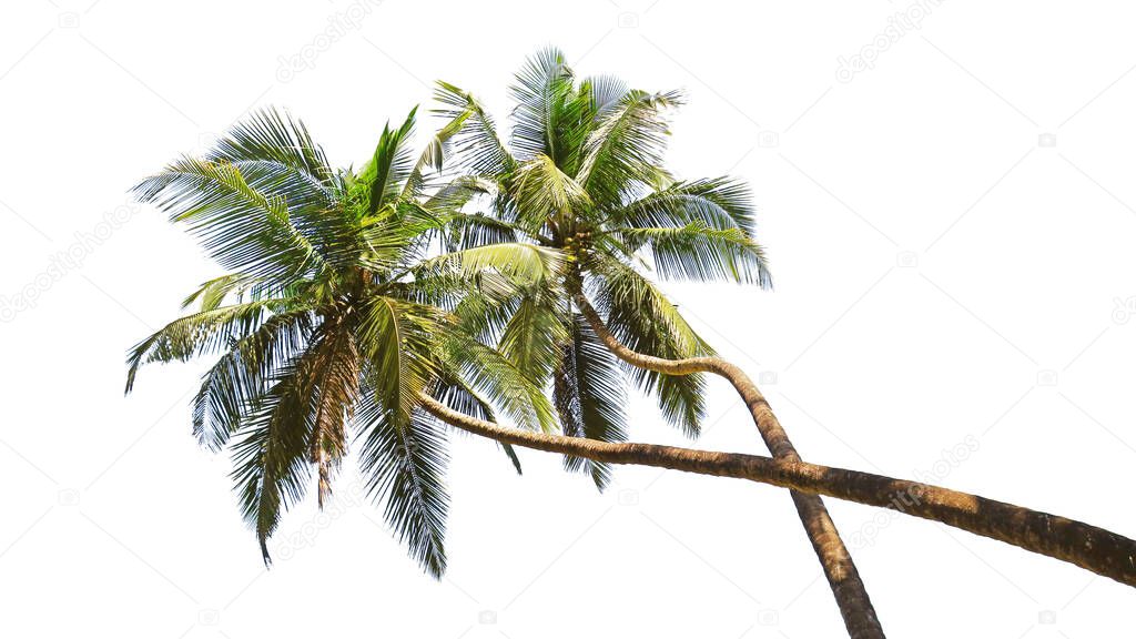 Green palm trees isolated on white background