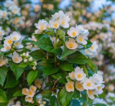 Yasemin çiçeği ve yeşil yaprakları, kapat