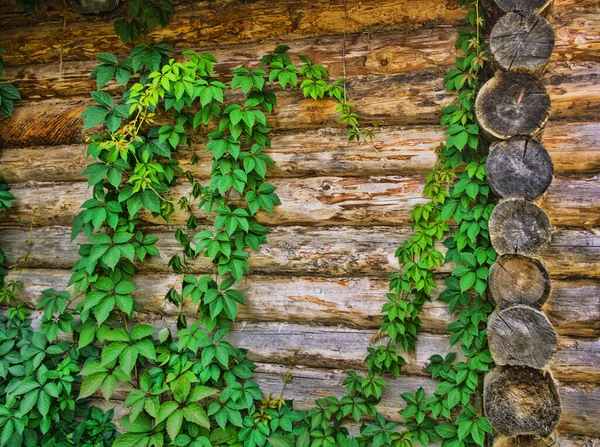 Green Twisted Plants Background Old Wooden Walls — Stock Photo, Image