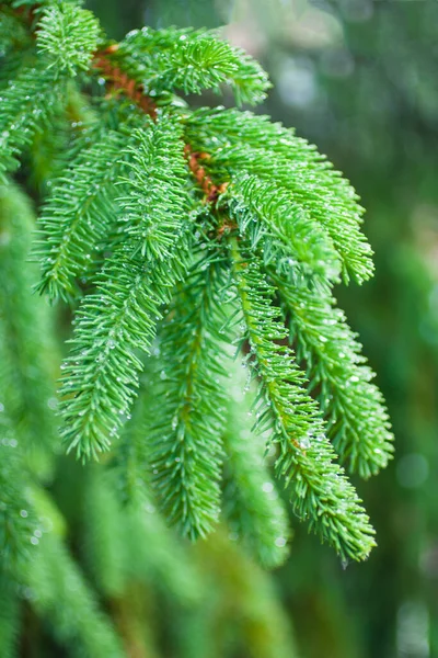 夏初枝条上的绿云杉针叶 — 图库照片