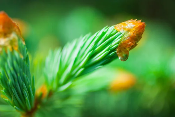 初夏に枝に緑色のトウヒの針 マクロ — ストック写真