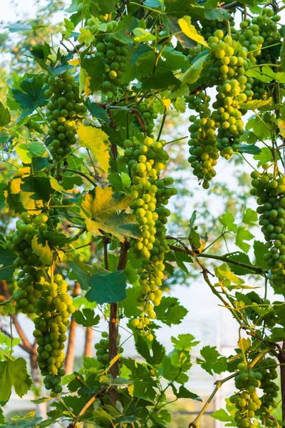 Uvas Brancas São Iluminadas Pôr Sol — Fotografia de Stock