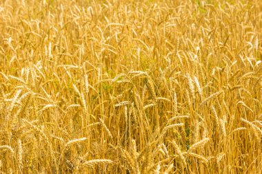 Buğday tarlası hasat için hazır.. 