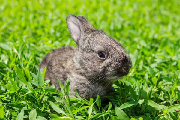 Маленький Серый Кролик Солнечный День Зеленой Лужайке — стоковое фото