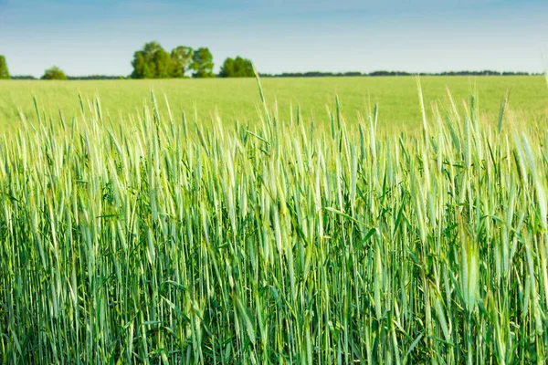 Zelené Pole Ušima Pšenice Létě — Stock fotografie
