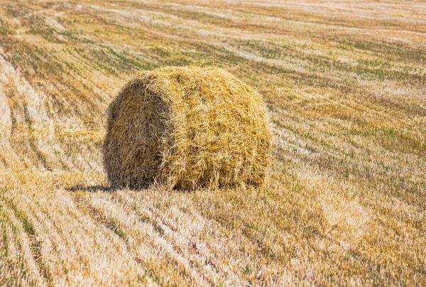 The rolls of straw in the summer on the field