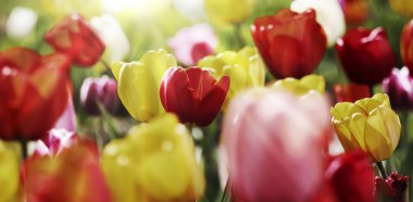 Güneş ışığında renkli Lale