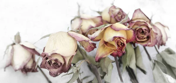 Roses fanées sur fond blanc — Photo