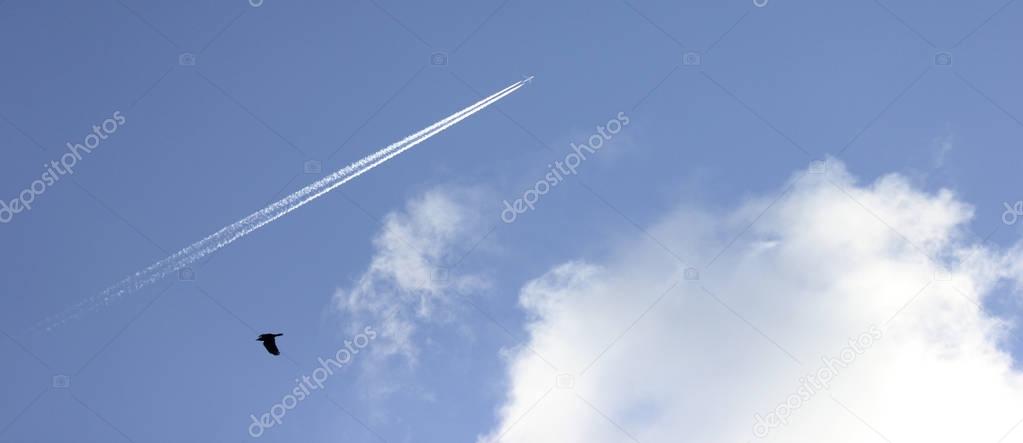 contrails in the sky