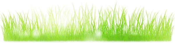 Grass illustration on white — Stock Photo, Image