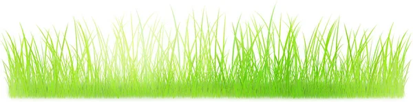 Gräs illustration på vit — Stockfoto