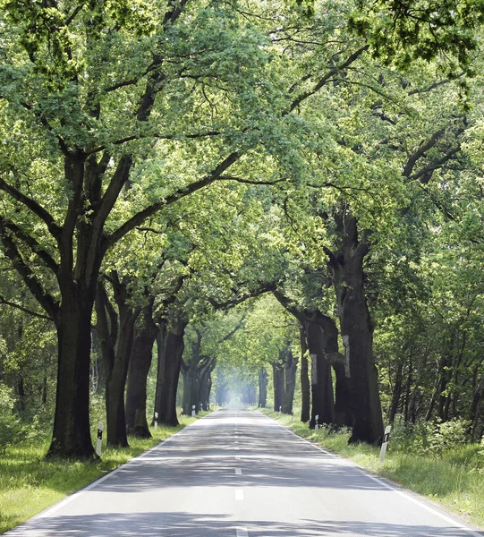 Free straight country road in summer — Stock Photo, Image