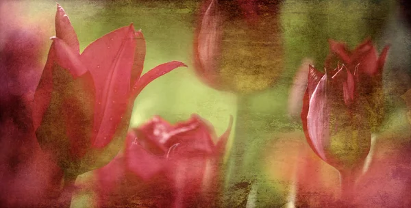 Koncept tónovaná tulipány — Stock fotografie
