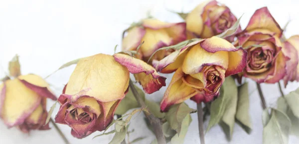 Faded roses on white background — Stock Photo, Image
