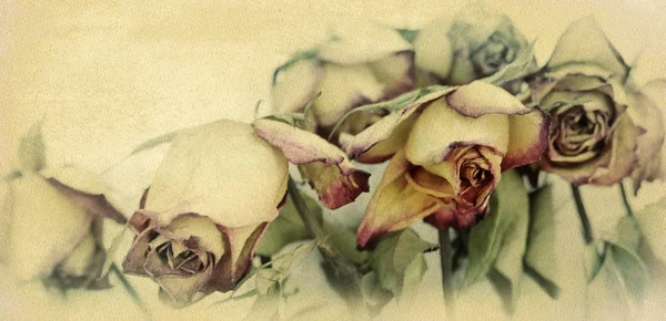 Выцветшие розы на старом бумажном фоне — стоковое фото