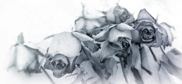 Roses fanées sur fond blanc — Photo