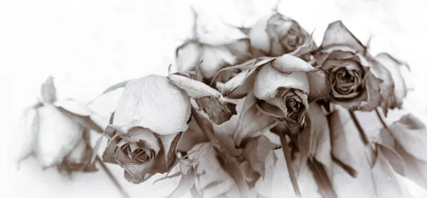 Rose sbiadite su sfondo bianco — Foto Stock