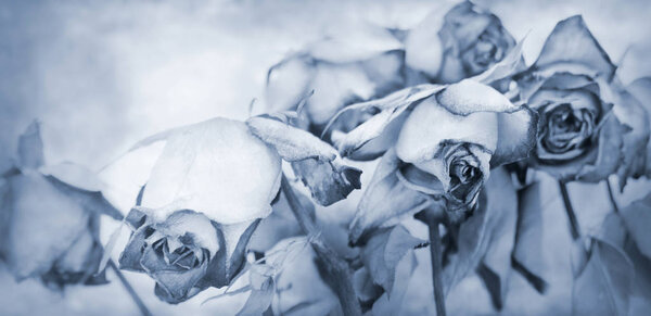 выцветшие розы на текстурированном фоне
