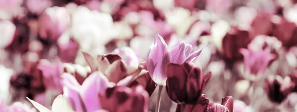 Тонированные тюльпаны — стоковое фото