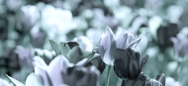 Tinted tulips concept — Stock Photo, Image