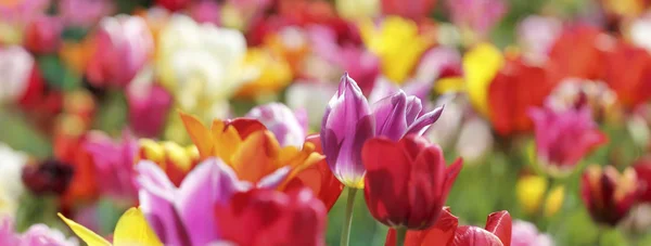 Panorama de tulipanes multicolores — Foto de Stock