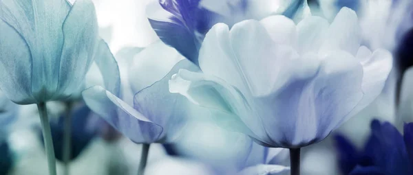 Színezett tulipán koncepció — Stock Fotó