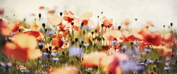 A meadow of poppies and cornflowers — Stock Photo, Image