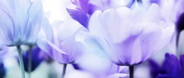 hafif mavi ve pastel Menekşe Panoraması laleler