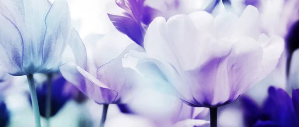 Licht blauw en pastel violet panorama van tulpen — Stockfoto