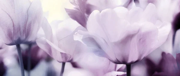 Pastel pink purple panorama of tulips — Stock Photo, Image