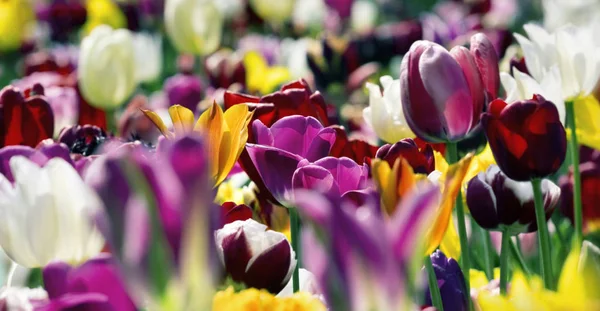 Kolorowe tulipany w słońcu — Zdjęcie stockowe