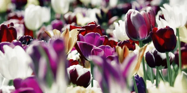 Concetto di tulipani colorati — Foto Stock