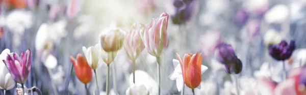 Panorama di tulipani arancione chiaro pastello, rosa e viola — Foto Stock
