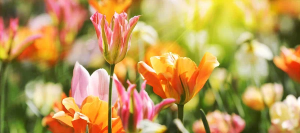 Belas tulipas de primavera em luz solar brilhante — Fotografia de Stock