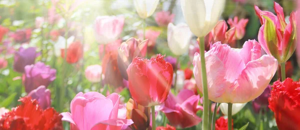 Skupina Čerstvých Krásné Barevné Tulipány Světlé Teplém Jarním Slunci Panorama — Stock fotografie