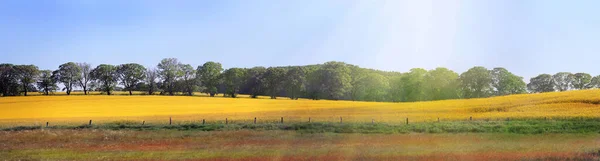 Panorama Vista Sobre Uma Paisagem Rural Tranquila Com Linhas Árvores — Fotografia de Stock