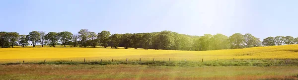 Panorama Utsikt Över Ett Lantligt Lugnt Landskap Med Linjer Träd — Stockfoto