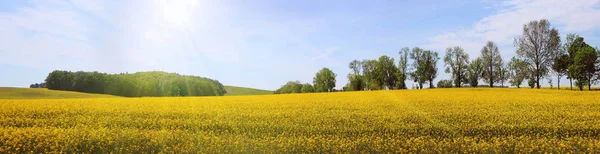Vue Panoramique Sur Paysage Rural Tranquille Avec Des Lignes Arbres — Photo
