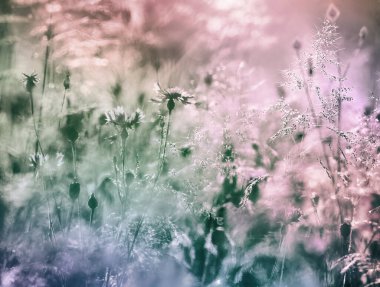 Sıcak güneş ışığında bir kır çiçeği çayırı. Yazın taze renkli çiçeklerin manzarası. Doğal büyüme alanları kavramı.