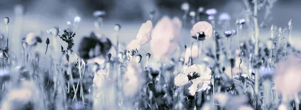 Tonade Blommande Pastellröda Vallmo Och Ljusblå Blåklint Ett Sommarfält Panoramautsikt — Stockfoto