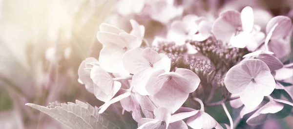 Blommande Pastellrosa Hortensia Den Varma Morgonsolen Panoramautsikt Sörjande Kort Koncept — Stockfoto