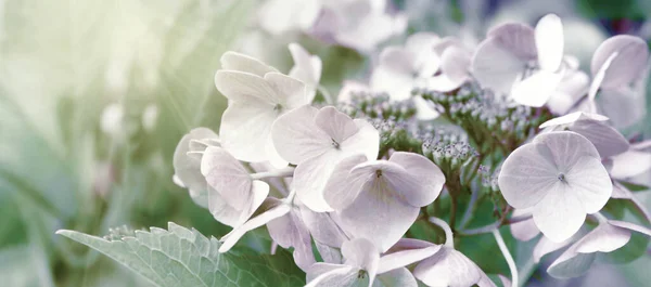 Blooming Pastel Pink Hydrangea Warm Morning Sun Panorama View Mourning — Stock Photo, Image