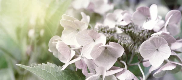 Цветущие Пастельно Розовые Hydrangea Теплым Утренним Солнцем Панорамный Вид Концепция — стоковое фото